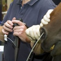 Arthroscopic surgery being done with a laser. The handling unit being operated by the surgeon and another Dr holding the camera tube in the nose of the horse